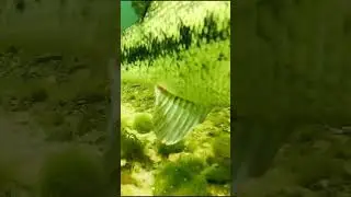 CRAZY Fish Bites BAIT! You Won't Believe What Happened! #fish #fishing #amazing