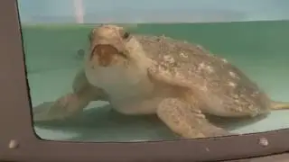SC Aquarium's Sea Turtle Hospital