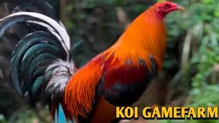 Sweater Dan Gray Roundhead Blueface - KOI FARM