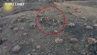 Dozens of Argali sheep are seen foraging among the mountains