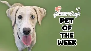 Meet Flower, The Dubois County Humane Society Pet of The Week!
