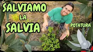 POTARE la SALVIA: Come e Quando si fa? | GUIDA Passo-Passo