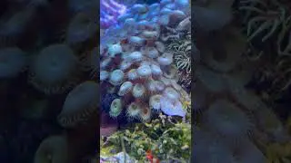 At Aquatic Technology &hellip;love watching Marine life
