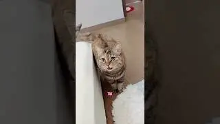 Грустный кот зовёт тебя в наш тг канал &laquo;Максим и котики😻&raquo; Будем рады видеть в нашей семье❤️