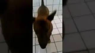 Ecko bailando?