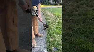 Quick Edge On Sidewalk !! #landscape #business #satisfying #viral #trending #shorts #asmr #asmrvideo