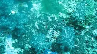 Морская змея