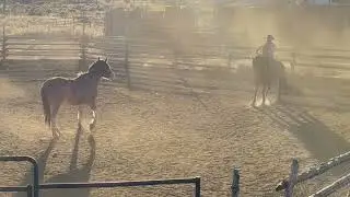 Obi- 2016 BLM Mustang