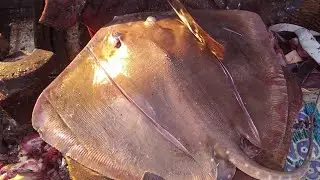 Amazing Sting Ray Fish Cutting & Chopping