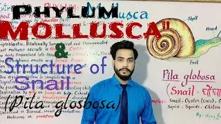 Mollusca Phylum ( Animal kingdom)