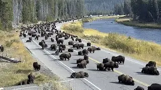 Thousands Of Animals Are Suddenly Leaving Yellowstone National Park