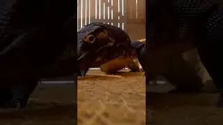 Cat vs Gecko Baby&hellip; Then KOMODO Arrives 😳🐱🦎💥 Unexpected Visitor Surprise #animals #nature #adventure
