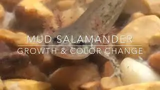 My Natural Life Aquarium: Mud Salamander Growth & Color Change