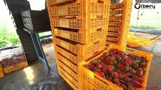 iBerry Morocco Tour: community of berry producers passionate about sharing the best berries