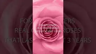The Spiritual Rose Color Guide