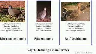 Vogel, Ordnung Tinamiformes bird Stei&szlig;h&uuml;hner Wellentinamu Hickory Buschtinamu Gro&szlig;tinamu Hollow