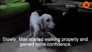 Max the SuperDog