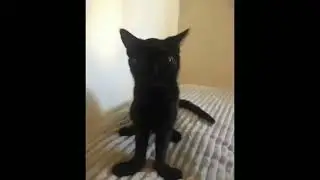 Jinx the cat