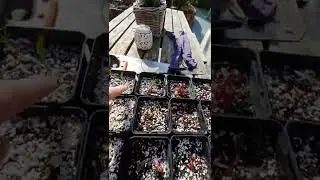 Jac 59 update bestrating, trap, rankei, bankje en koivijver. (sorry voor de lengte)