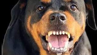 DOG BARKING | Angry Dog Sounds Effect | DOG BARKING COMPILATION