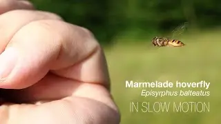 Marmalade hoverfly in slow motion
