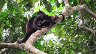 Alouatta palliata | Howler Monkey | mono congo