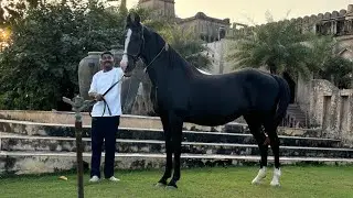 First PODCAST on  Dust Fragrance of Marwar Saddles of  Pushkar Fort #pushkar #horse #love