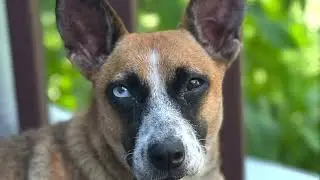 Macy is a cattle dog mix looking for a loving home
