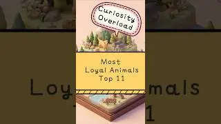 Top 11 Most Loyal Animals That Stay Faithful to One Partner #loyal #top11 #animal #faithful