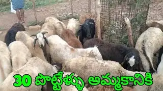 రైతు వారి గా 30 కేజీ ల పొట్టేలు 9849635808 అమ్మకానికి 9705859574 ALIKHAN KRK