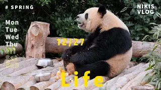 12月27日 园润展出 月亮新添幼崽#panda#huahua#cute#大熊猫#animals