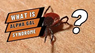 What is alpha gal syndrome?