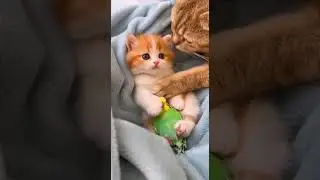When the Mother Cat&rsquo;s Kiss Makes the Parrot Smile Instantly #CutePets #AnimalLove #Adorable