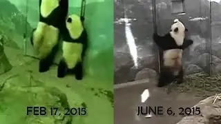 2015-06-06 Bao Bao's Door Dance, Learned from her Momma