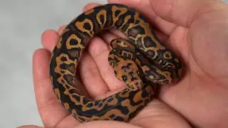 [ボールパイソン] 25CB  ハッチ個体紹介 #4