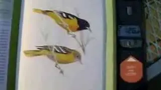 The Backyard Birdsong Guide