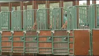 Hippodrome Royan Atlantique - Salicorne films