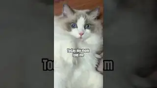 That's the same thing!! #funny #cute #cat