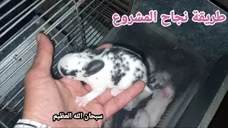 مشروع تربية أرانب صغير متكامل وناجح دراسة جدوى