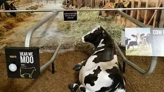 New Tillamook cheese factory tour (temporary) 2017