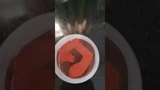 Bacterial colony.