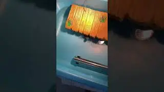 Just cleaned my turtle tub how dirty it was 🐢❤️ #viral #pets #trending #turtle #trendingshorts
