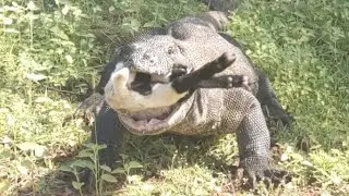 summer day❗komodo dragons in action catch their prey