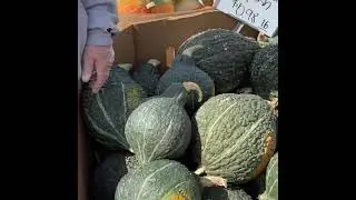Tony&rsquo;s Tips: Black Hubbard squash is a hardy favorite