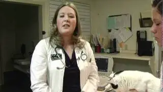 Ask a Vet - Veterinarians (Ear Cleaning)