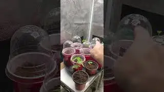 solocup challenge overgrow 2025