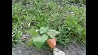 South Florida Organic Garden, Dania Beach