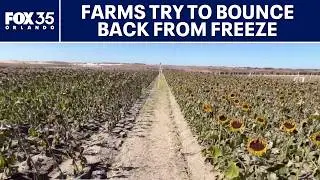 Central Florida farms try to bounce back after freeze destroys crops