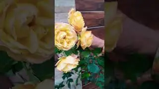 beautiful yellow pink Roses #ytshort #youtube #viral#
