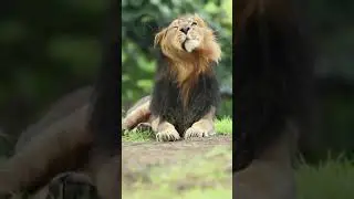 #the Animals Crew #lion